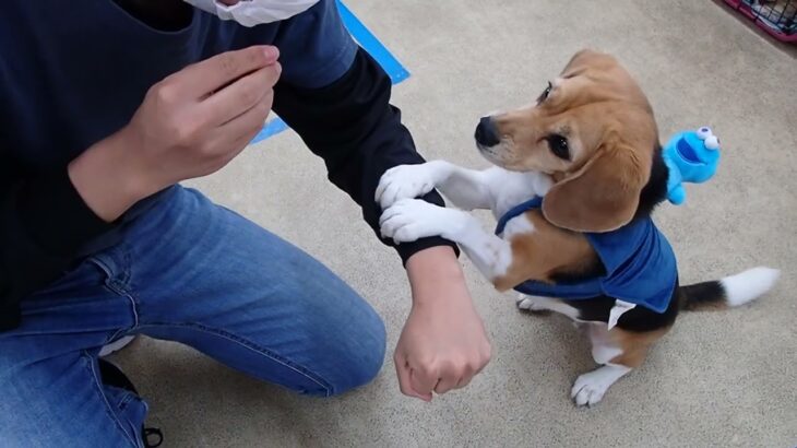 犬の幼稚園 ビオタンちゃんとトレーニング