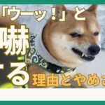 【これ以上近づくな！】犬が威嚇をする理由とやめさせる方法