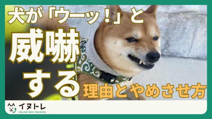 【これ以上近づくな！】犬が威嚇をする理由とやめさせる方法