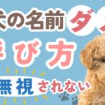 【犬のしつけ】無視されない！愛犬が笑顔で見てくれる呼び方【プロ直伝】