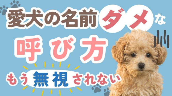 【犬のしつけ】無視されない！愛犬が笑顔で見てくれる呼び方【プロ直伝】