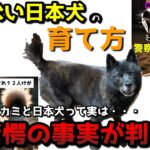 【日本犬のしつけ】噛む犬にしない為の具体的な方法