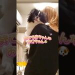 親バカ動画😂 #狆 #ペキニーズ #愛犬 #わんこ #癒し #犬のいる暮らし #しつけ #おすすめにのりたい