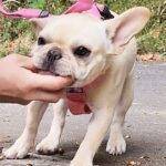 子犬が散歩で拾い食いをしてしまう。ちゃんとしつけをしようと心に決めた。