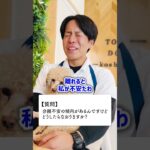 犬の分離不安はどう改善できる？飼い主はどうすべきか