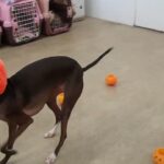 犬の幼稚園 れもんちゃんとトレーニング