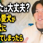 【犬/噛み/しつけ】もしも愛犬が他の犬を噛む・噛まれてしまったら。ドッグトレーナーが対処法を解説