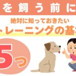 犬を飼う前に絶対に知っておきたいトレーニングの基本