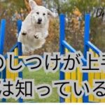 犬のしつけが上手い人は知っている！