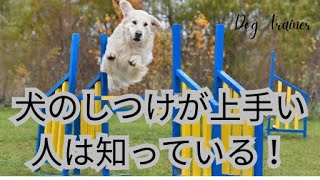 犬のしつけが上手い人は知っている！