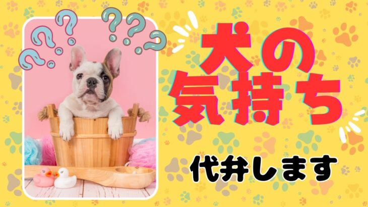 【犬の気持ち】どこまで分かりますか？ワンちゃんが出しているサインを読み取りましょう！