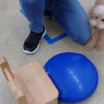 犬の幼稚園 ぴっぴちゃんとトレーニング