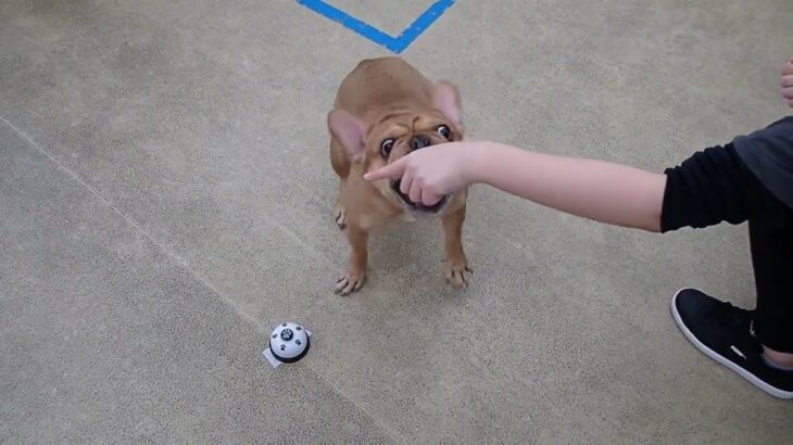 犬の幼稚園 レオくんとトレーニング