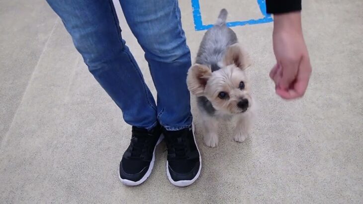 犬の幼稚園 シナモンくんとトレーニング