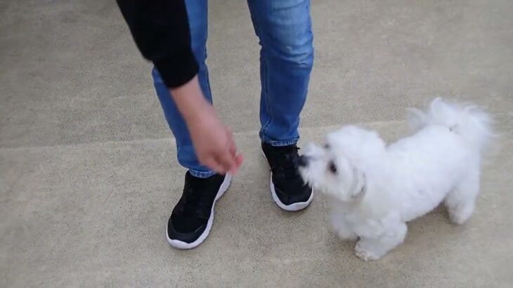 犬の幼稚園 華ちゃんとトレーニング