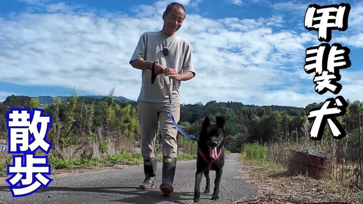 【犬の散歩】家族親戚を噛んでしまった甲斐犬トレーニング開始