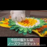 【犬の幼稚園】ルルちゃんの様子 #豊田駅 #犬のしつけ #ドッグスクール #犬の幼稚園#犬のトレーニング #動物看護師兼トレーナー #犬好き #ケージフリー #ペットホテル #パピークラス