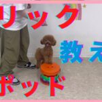 ピポッド　トリック教えてみよう　＃犬のようちえん　＃犬のほいくえん　＃犬お泊りトレーニング　#子犬しつけ  #しつけ教室  ＃犬のしつけ　#トリック　#散歩