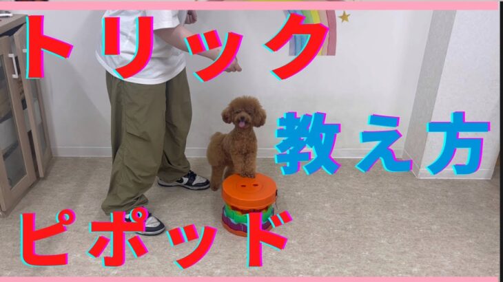 ピポッド　トリック教えてみよう　＃犬のようちえん　＃犬のほいくえん　＃犬お泊りトレーニング　#子犬しつけ  #しつけ教室  ＃犬のしつけ　#トリック　#散歩