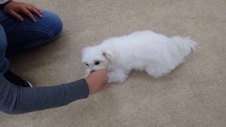 犬の幼稚園 ぷりんちゃんとトレーニング