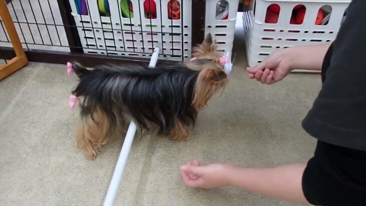 犬の幼稚園 花ちゃんとトレーニング