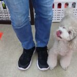 犬の幼稚園 ハニちゃんとトレーニング
