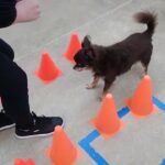 犬の幼稚園 コアくんとトレーニング