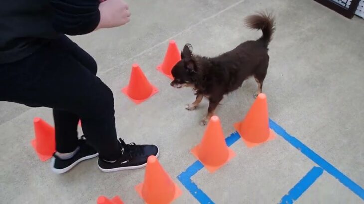 犬の幼稚園 コアくんとトレーニング