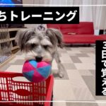 【犬のしつけ③】自分で散らかしたおもちゃを片付ける子犬