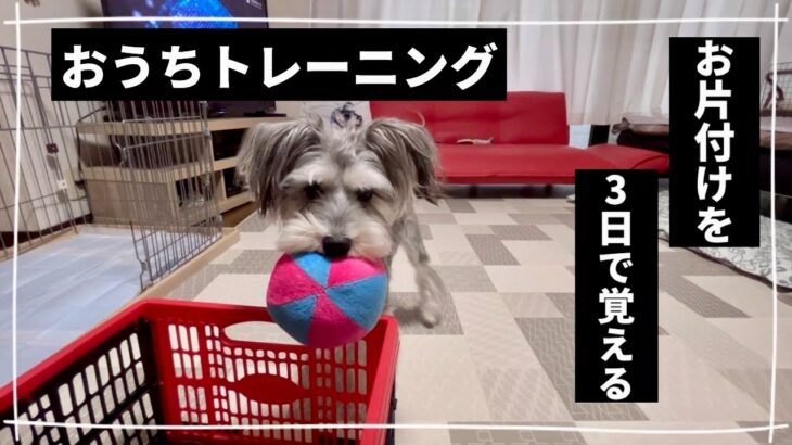 【犬のしつけ③】自分で散らかしたおもちゃを片付ける子犬