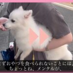 お散歩デビュー　お散歩トレーニング　パピー編　＃犬のようちえん　＃犬のほいくえん　＃犬お泊りトレーニング　#子犬しつけ  #しつけ教室  ＃犬のしつけ　#トリック　#散歩