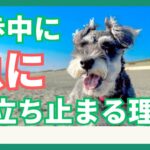 【散歩中に突然立ち止まる！】犬が動かなくなる理由