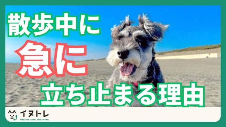 【散歩中に突然立ち止まる！】犬が動かなくなる理由