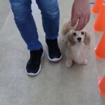 犬の幼稚園 凜ちゃんとトレーニング