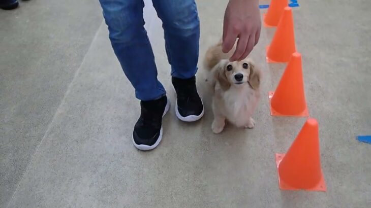 犬の幼稚園 凜ちゃんとトレーニング