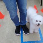 犬の幼稚園 ロージーちゃんとトレーニング