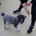 犬の幼稚園 アオくんとトレーニング