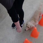 犬の幼稚園 にこまるくんとトレーニング