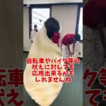 不審者が犬の意識を育てる！？ #しつけ #訓練 #脚側停座