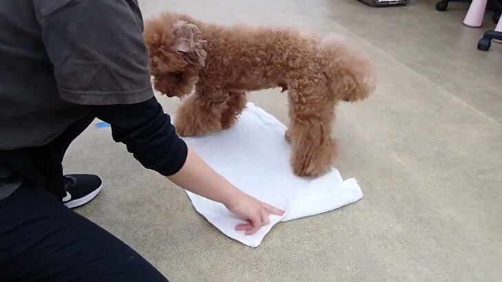 犬の幼稚園 たろうくんとトレーニング