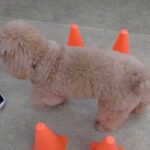 犬の幼稚園 むぎくんとトレーニング