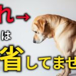 犬は叱られても反省しない！？犬の本能を科学的に徹底解説！