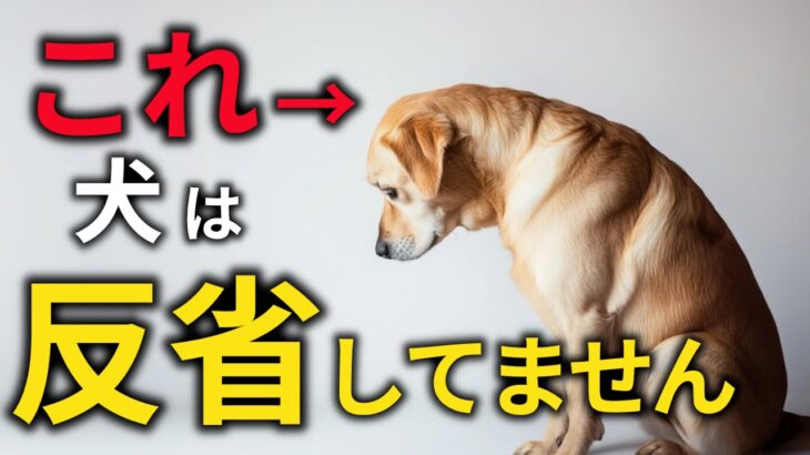 犬は叱られても反省しない！？犬の本能を科学的に徹底解説！