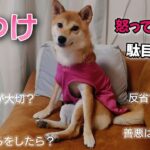 【しつけ】愛犬を絶対に怒ってはいけない理由（ワケ）