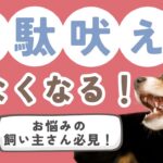 【犬のしつけ】無駄吠えなんかない！？愛犬の気持ち、わかってあげられていますか？