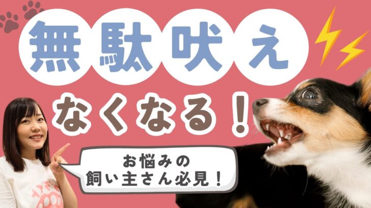 【犬のしつけ】無駄吠えなんかない！？愛犬の気持ち、わかってあげられていますか？