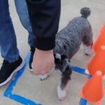 犬の幼稚園 レオンくんとトレーニング