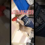 子犬のいたずら抑制におすすめ、知育玩具「コング」　#犬 #チワワ　#しつけ　#知育玩具