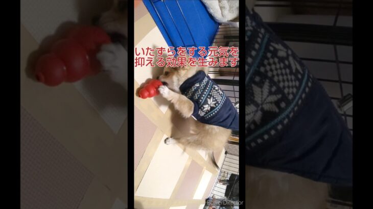 子犬のいたずら抑制におすすめ、知育玩具「コング」　#犬 #チワワ　#しつけ　#知育玩具