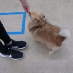 犬の幼稚園 くるみちゃんとトレーニング